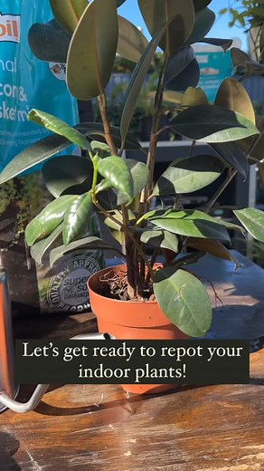 2.3K views | It’s almost spring – which means now’s the time to repot your indoor plants to give their roots some room to grow. Keep watching for our step-by-step guide on how to repot your indoor plants to keep them happy and healthy this spring. | Flower Power | Facebook