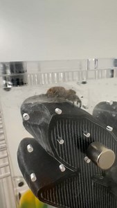 9.6K views · 178 reactions | Jumping spiders, like many other spider...