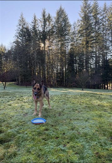 Rosemary Infusion for Dogs: A Holistic Health Boost