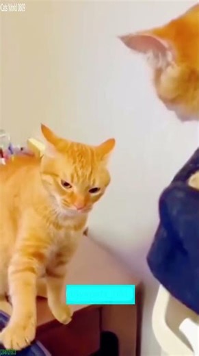 Cat Lover 🥰 kitten meowing call 🐱 # Ep 3308