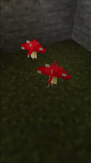 Unsere Pilzfarm funktioniert endlich