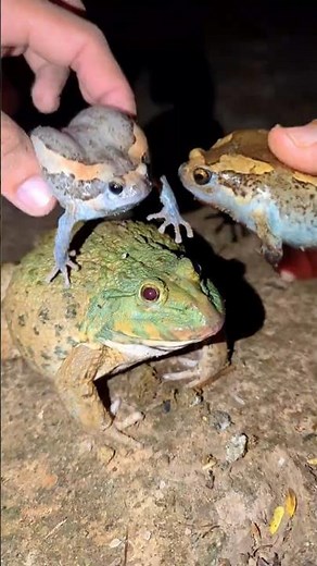 funny frog jumping meme - funniest of frogs #funnyfrog