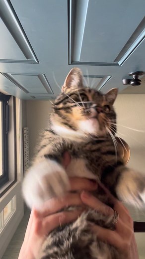 485K views · 17K reactions | Mikey has moves #cats #dance #dancingcat #miketv #dwarfcat #catsoffacebook #fblifestyle | Willy Wonky & Charlie Bear | Facebook