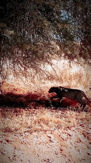 Stealth Mode: Cheetah Tactical Stalk! #animals #wildlife