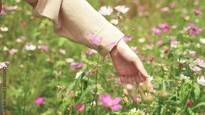 A woman's hand lightly touches the flower field, the scenery of the flower field is not multicolored.