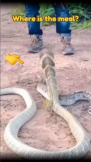 King Cobra Feeding Habit: Nature's Raw Power 🐍