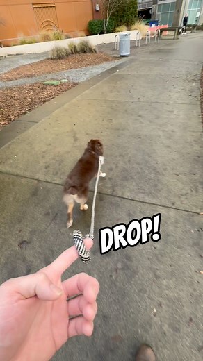 115M views · 1.5M reactions | Al Mondo is sounding a bit snappy 藍 #dog #dogsofinstagram #dogs #dogstagram #love #doglover #dogoftheday #ilovemydog #doglovers #doglife #instagood #lovedogs #instagram #dogsofig #mydog #doglove #instadog #cutedog #instadaily #dogslife #happydog #cutedogs #lovemydog #photooftheday#dogphotography #doggie #cute #dogdad #animals #fun | Lifeof Almond | Facebook