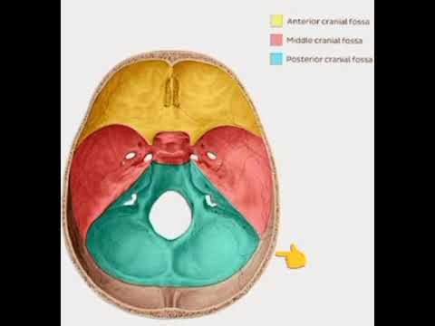 Skull Foramina Made Easy | 3 Cranial Fossae + Structures & Mnemonics | Anatomy Quick Revision #fossa