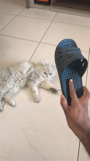 cat #cat goes viral on internet #funny