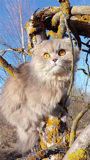 Beautiful Cat on the Tree #cat #cute