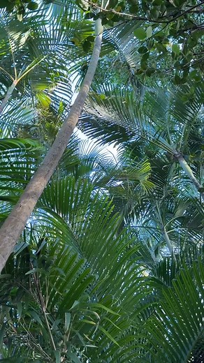 A beautiful weekend for spending time at Kashi: Morning meditations, Saturday yoga, and our monthly Sunday Kirtan session 🪘 🎵 🧘 #kashiashramyoga #majayasatibhagavati #neemkarolimaharajji #kalinathayoga #ashramlife | Kashi Ashram