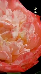 3.4K views · 332 reactions | Time-lapse photography is an awesome tool for indulging in the moments when flowers embrace spring. Check this out. #TrendingInChina | Xi's Moments | Facebook