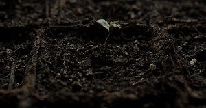 Timelapse Footage Showing Cannabis Seed Breaking Stock Footage Video (100% Royalty-free) 3667424291 | Shutterstock