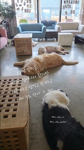 #puppy #애견영상 #강아지 #천안유기견카페