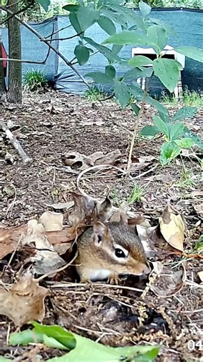 Chipmunk 🐿️ Clocking in for the 9-to-5! 🐿️💼 #shorts #trending #viral #9to5life #Shortsfeed