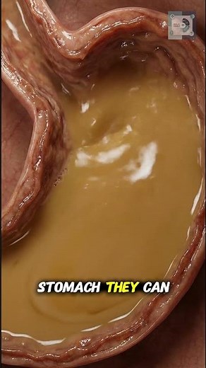 What Happens When You Drink Tea First Thing in the Morning🍵 #digestivehealth #healthy #foodscience