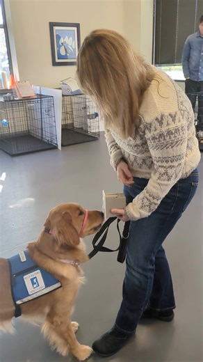 59 reactions · 4 comments | Meet Babette, a service dog in training at Helping Paws! We have enjoyed watching her learn new cues and wanted to share a small glimpse into her hard work at the Blue Coat Academy! | Helping Paws, Inc. | Facebook