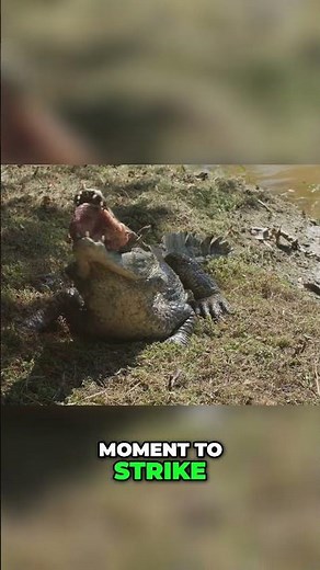 Black Caiman The Ultimate Predator of the Amazon