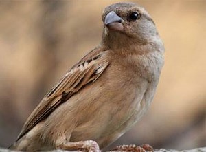 Bengaluru’s ‘Sparrow man’ urges people to save the little winged species | The Times of India