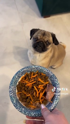 Pugs Cookie and Ekko Wait Impatiently for Dinner
