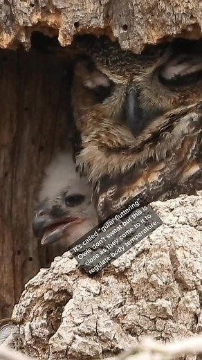 Filming Great Horned Owl Mama & Baby