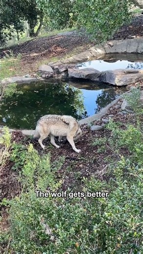 Cougar vs Gray Wolf: Who Wins in a Fair One-on-One?