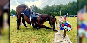 Police horse pays tribute to fallen officer at gravesite