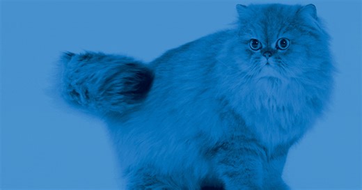 'Qita': The Arabic word for cat can be used as a metaphor for beauty | The National