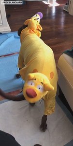 64K views · 418 reactions | This dog transforms into the Nickelodeon cartoon character CatDog for Halloween. | The National Desk - TND | Facebook