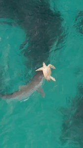 2M views · 14K reactions | A perfect example of how turtles use their shells for defense against predators. @dylan.dehaas https://www.instagram.com/dylan.dehaas/ | Diving Specials Shop | Facebook