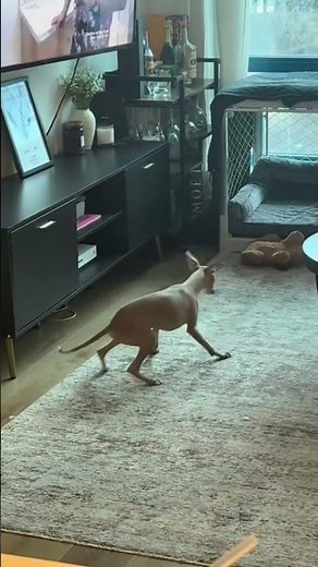 “Hilarious Dogs Chasing Tails – Must Watch!” #funny #dog #shorts