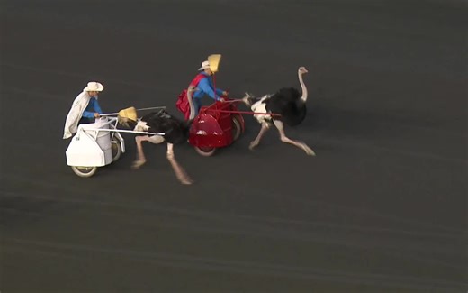 【鸵鸟拉车比赛】Ostrich Derby 2017