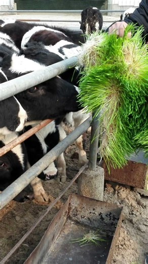 Hydroponic Fodder Container Farm — perfect for cows, sheep, goats, and even chickens!#fodder