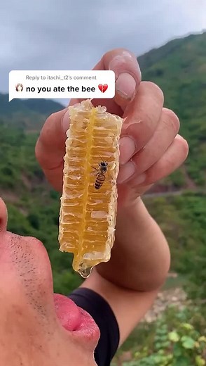 Satisfying Honeycomb Eating ASMR | Sweet Honey Bee Delight