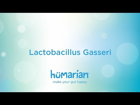 Lactobacillus Gasseri