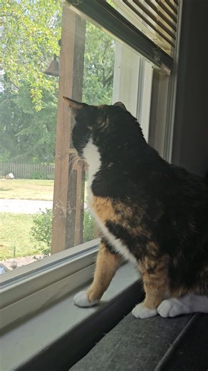 6 comments | Please help me find my baby kitty. | Lonnie Morgan | Facebook