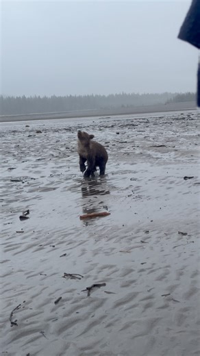 Wild and spunky… a playful and curious cub approached us on the mud flats before thinking better of it and jogging ahead to catch up with momma. The curiosity of these little bears is boundless. #flyfishingnation #fishalaska #Alaska #AlaskaLife #AlaskaWildlife #alaskaliving #offgridhomestead #montanawild #Wyoming #grizzlybear | Brooke Bartleson Wildlife