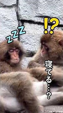 "Wait, is he asleep...?" A double take... Punch-kun's nap confuses his friends #GoPunch #PunchKun...
