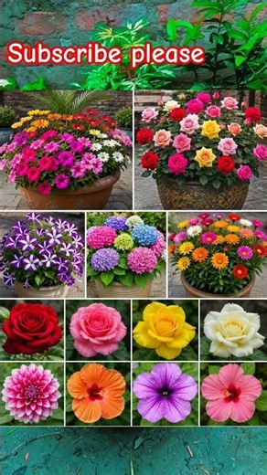 🌹 Top 10 Most Beautiful Flower Plants for Your Garden #viral