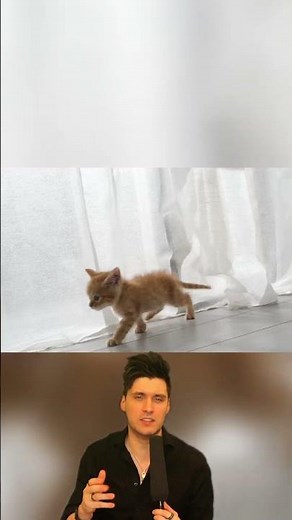 The Bone Structure of Cats: 230 Count 🦴🐈