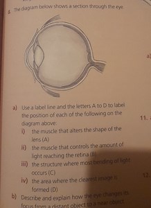 8. Section through the eyea) Use a label line and the letters... | Filo