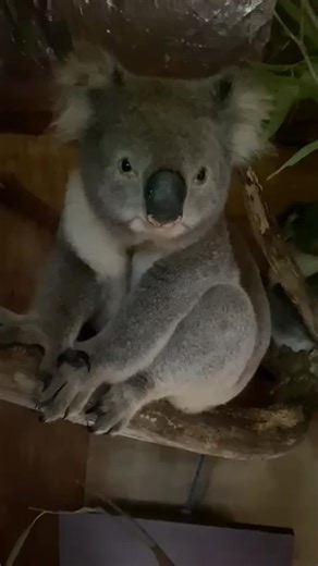 3.9K views · 331 reactions | Koala is a very beautiful animal #everyone #koalas #koala | Cute koala | Facebook