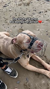 She gave up her life in the UK so her dog can live free again ❤️ Danielle told us how the UK's XL Bully ban stole Enzo’s happiness — so she moved them 9,000 miles away, and she’d do it all over again in a heartbeat! | The Dodo
