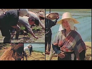 [Color] Post-War Scenes of Rice Planting and Threshing with Traditional Tools in Maizuru, Japan