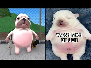 i am pibble wash my belly