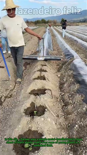 Laying Plastic Mulch to Lock Soil Moisture! 🌱 #GardeningTips