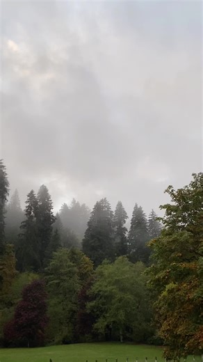 Explore the Mystical Pacific Northwest Forest