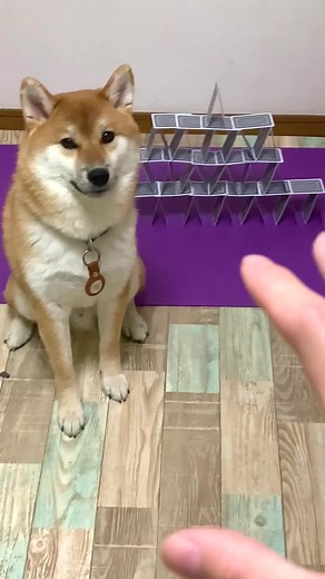 DAISO育ちのヘビと柴犬の生活 | 和風総分家の日常