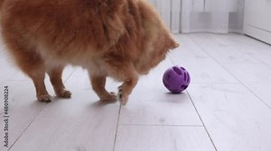 Cute red fluffy dog of the German Spitz breed extracts a delicacy hidden in a purple ball and eats it. A pet rolls a toy filled with delicious treats on a light floor. 4K slow motion video