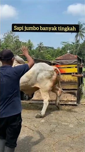 Sapi jumbo banyak tingkah #sapi #sapibesar #sapigalak #sapingamuk #sapikurbanterbaik #sapiviral #fyp